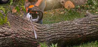 Trusted Fresno, CA Tree Care Experts