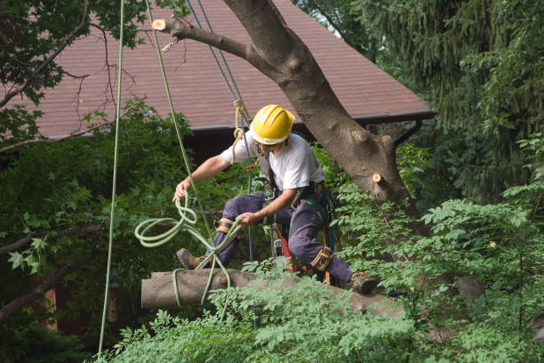 Best Lawn Watering Services  in Fresno, CA